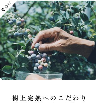 樹上完熟へのこだわり